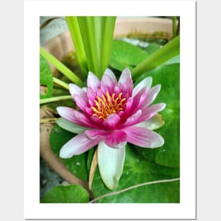 water lily Posters and Art